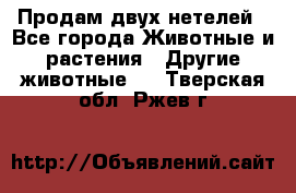 Продам двух нетелей - Все города Животные и растения » Другие животные   . Тверская обл.,Ржев г.